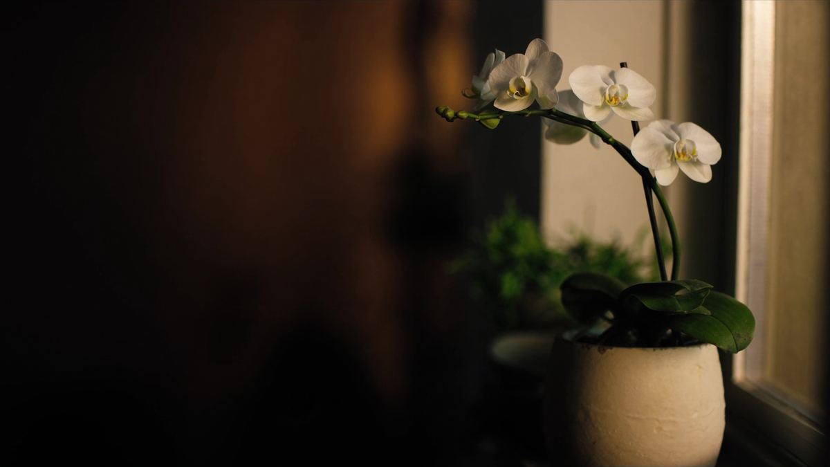 A white phalaenopsis orchid in a white ceramic pot on a windowsill