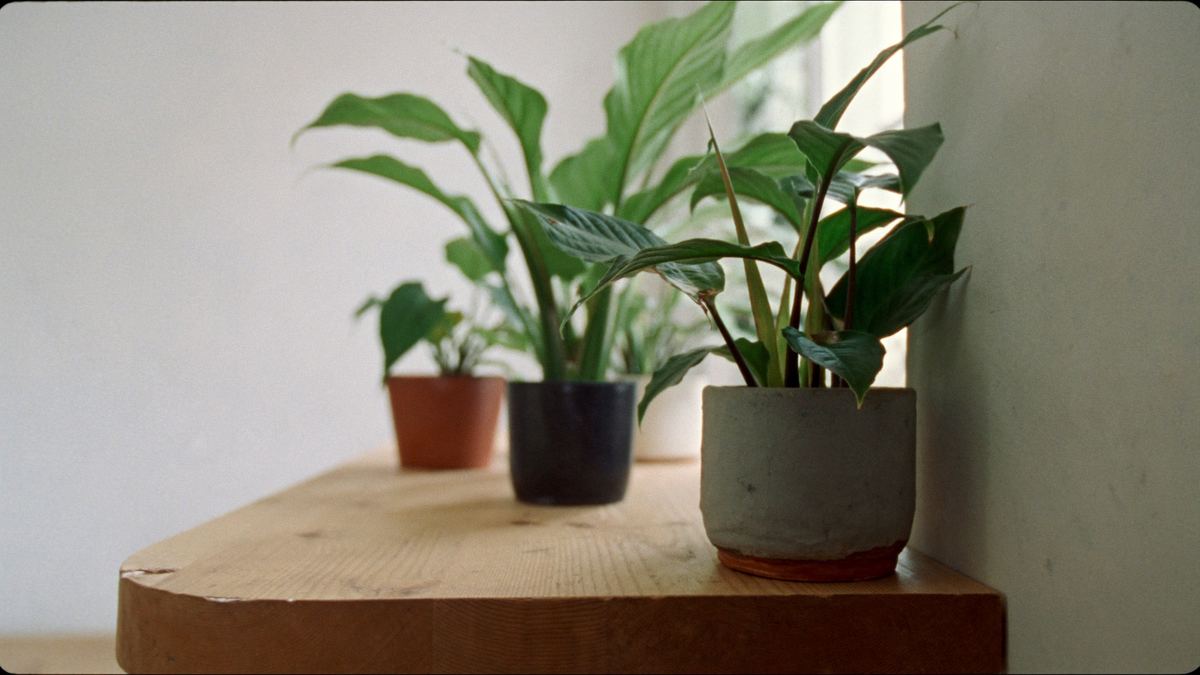 Several potted plants on a light wooden table by a window