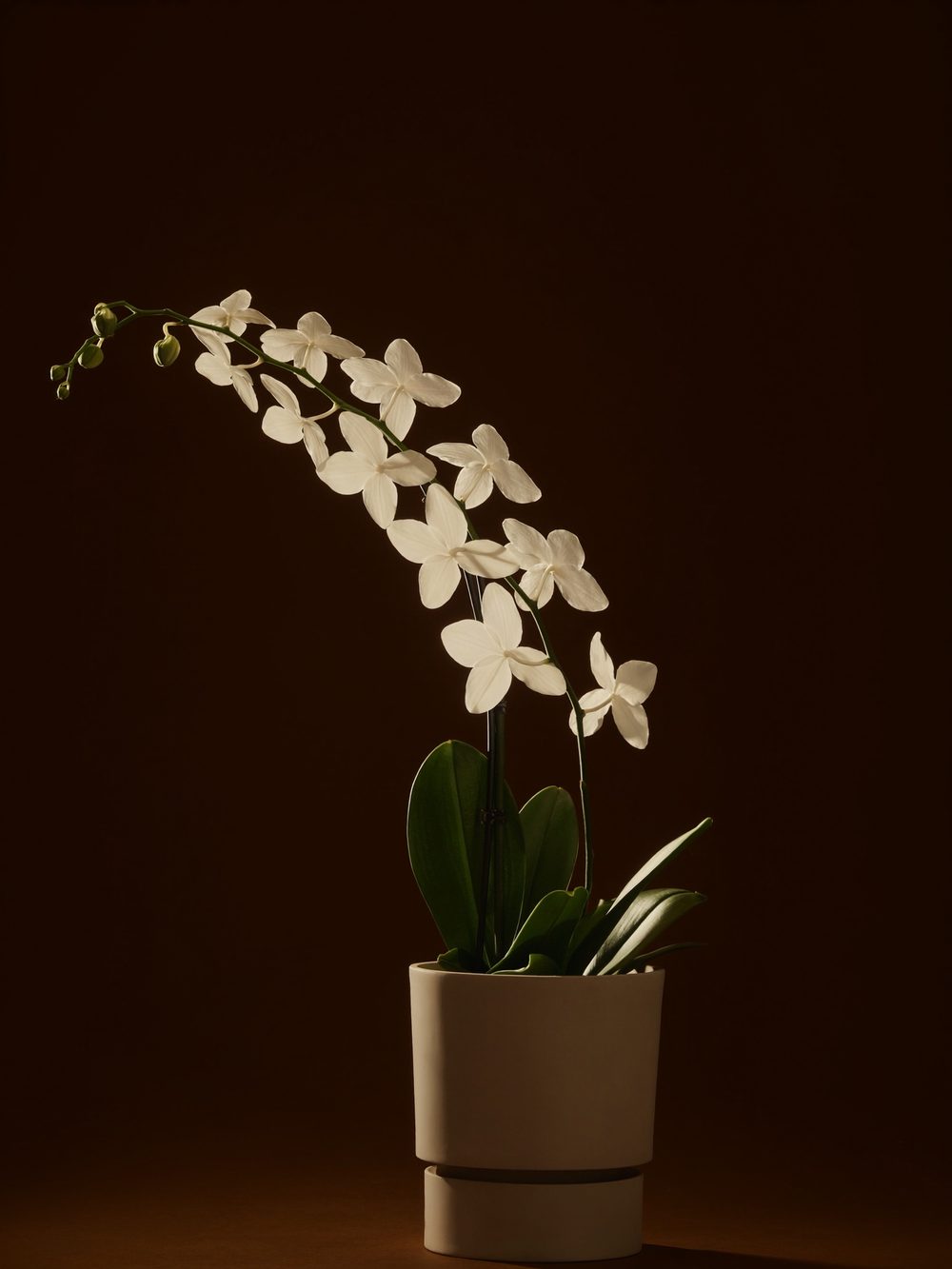 White orchid in a pot