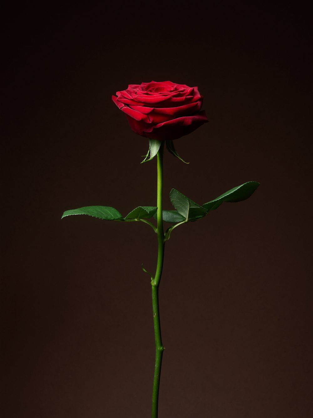 A long-stemmed red rose